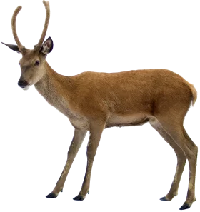 Elegant Deer Clipart Showcasing Detailed Antelope-Like Woodland Creature Illustration