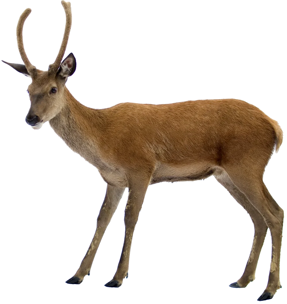 Elegant Deer Clipart Showcasing Detailed Antelope-Like Woodland Creature Illustration