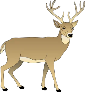 Elegant White-Tailed Deer Clipart Illustration with Majestic Antlers