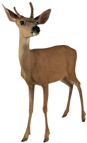 Elegant Woodland Deer Clipart: Graceful Cervid Standing in Isolated Pose