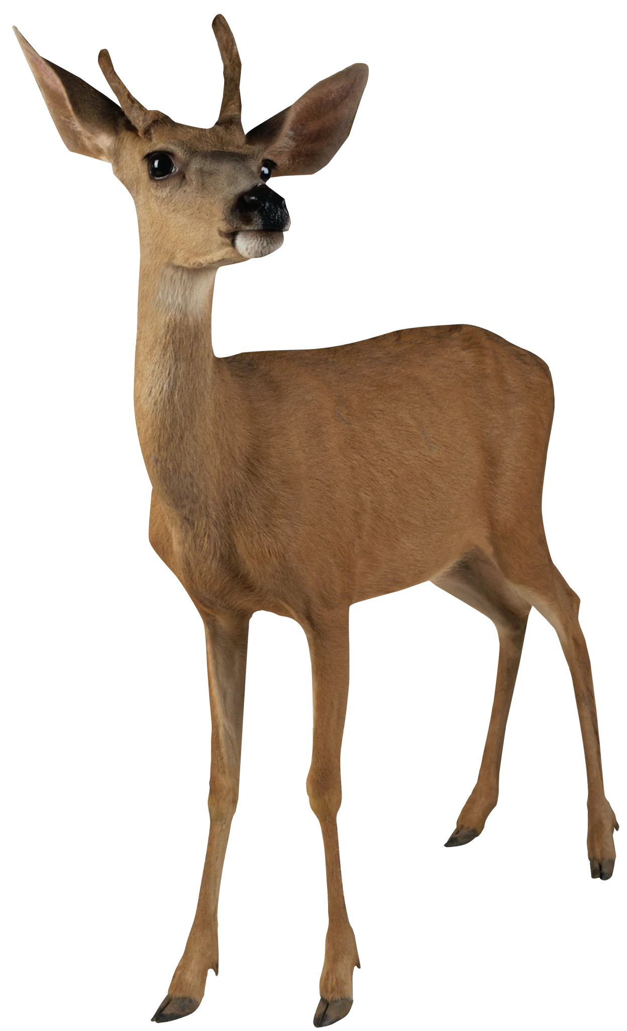 Elegant Woodland Deer Clipart: Graceful Cervid Standing in Isolated Pose