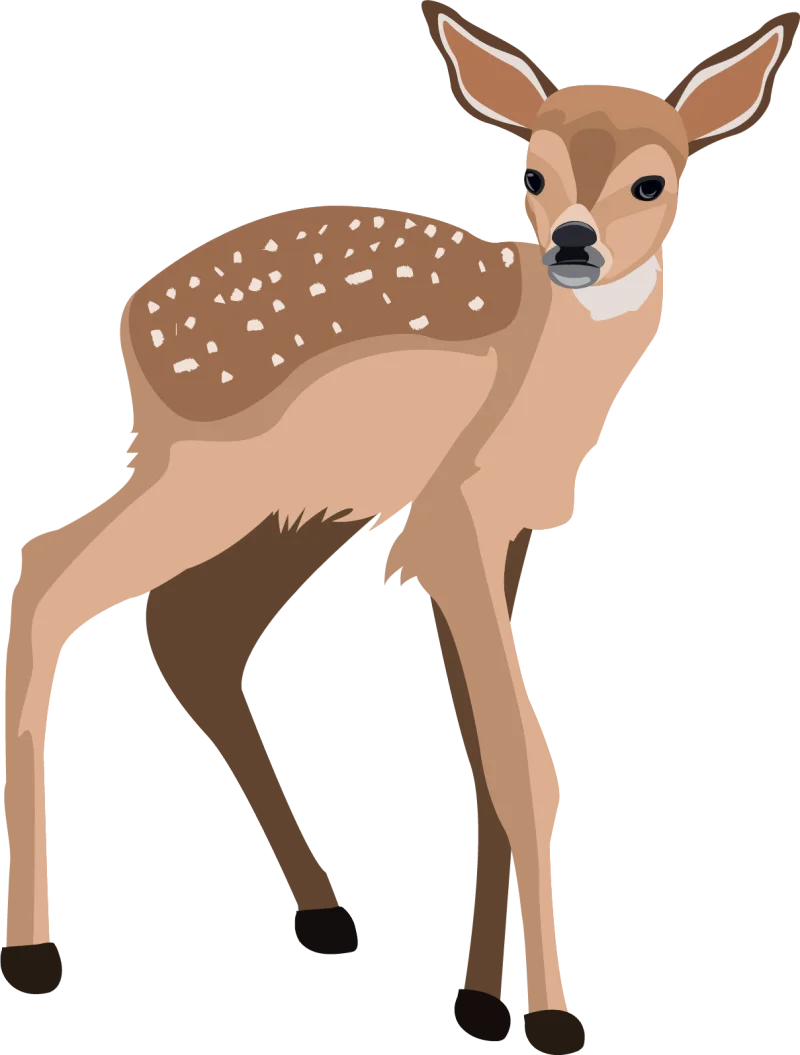 Gentle Fawn Clipart: Adorable Woodland Creature with Soft Spotted Coat
