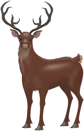 Majestic Brown Deer with Antlers Standing Proud - Nature Clipart Illustration