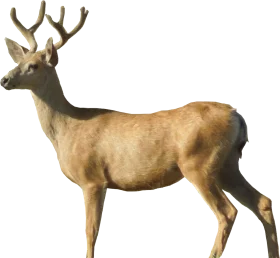 Majestic Deer Clipart with Detailed Antlers and Realistic Natural Pose