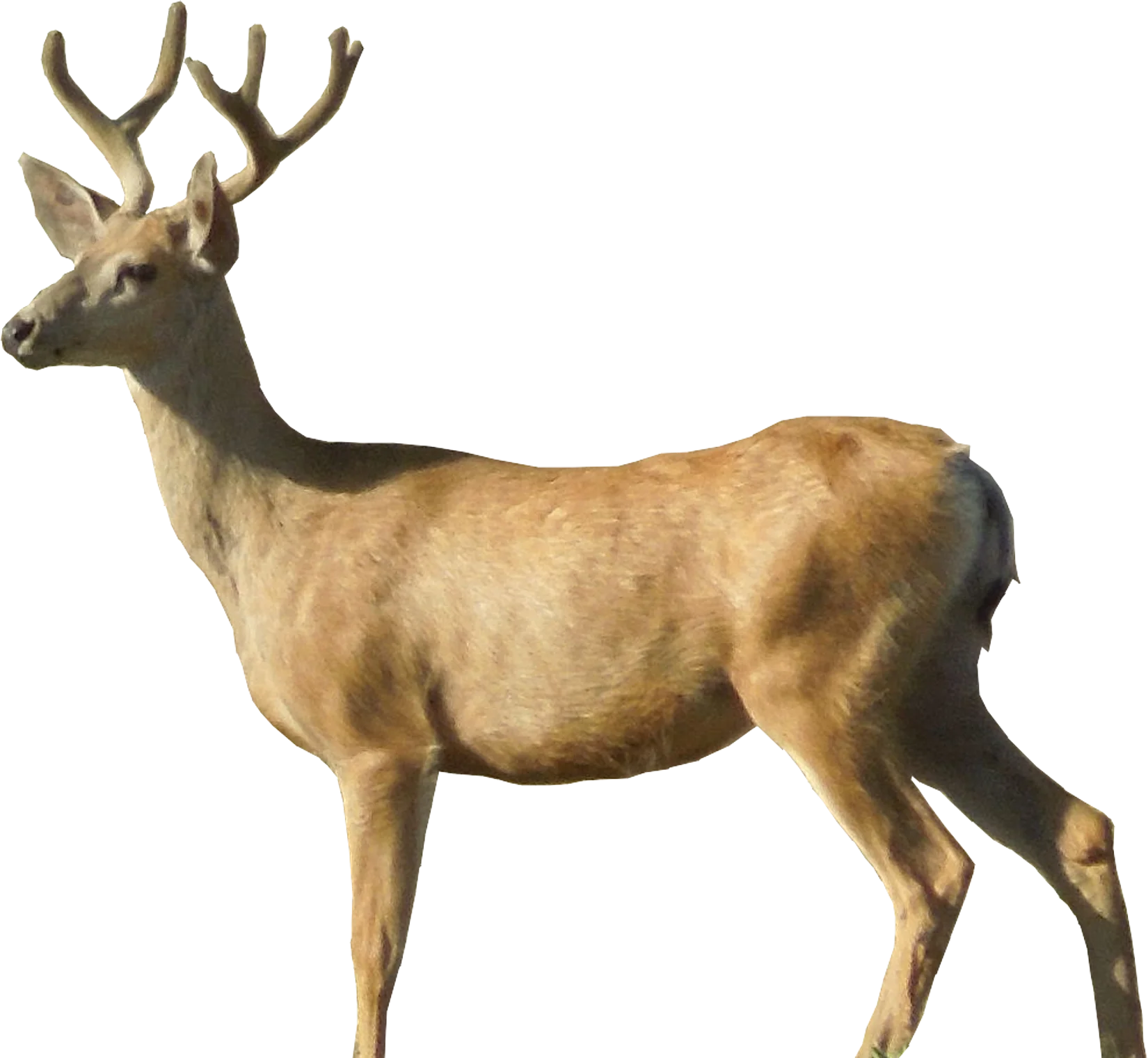 Majestic Deer Clipart with Detailed Antlers and Realistic Natural Pose