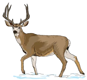 Majestic Mule Deer Buck Clipart Standing in Snowy Winter Landscape