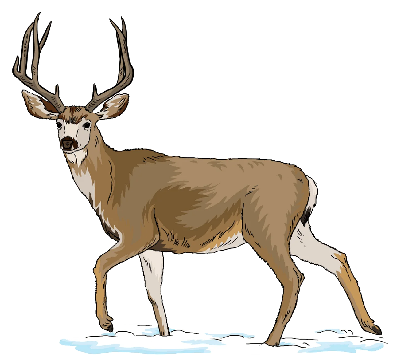 Majestic Mule Deer Buck Clipart Standing in Snowy Winter Landscape
