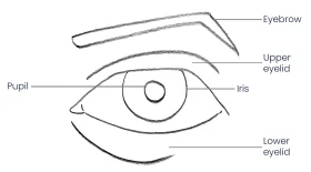 Detailed Anatomical Illustration of Human Eye Clipart with Labeled Components