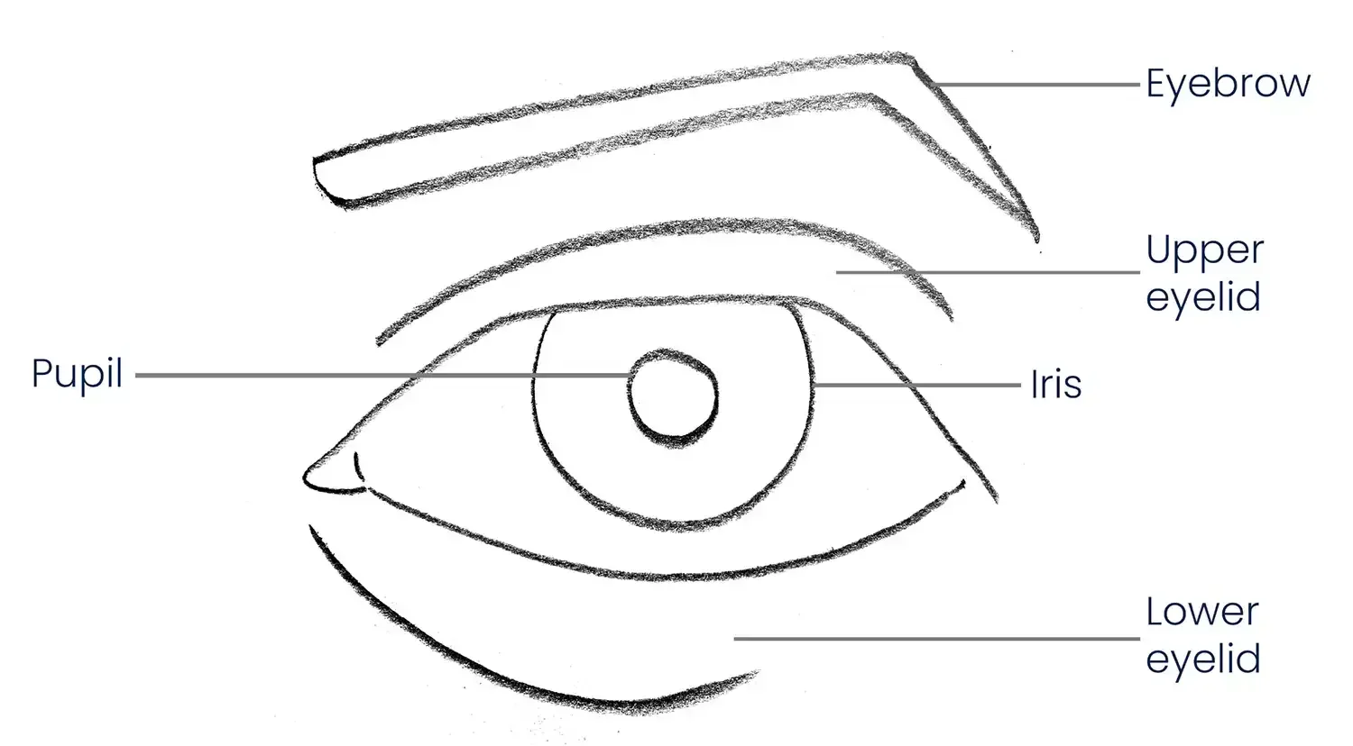 Detailed Anatomical Illustration of Human Eye Clipart with Labeled Components