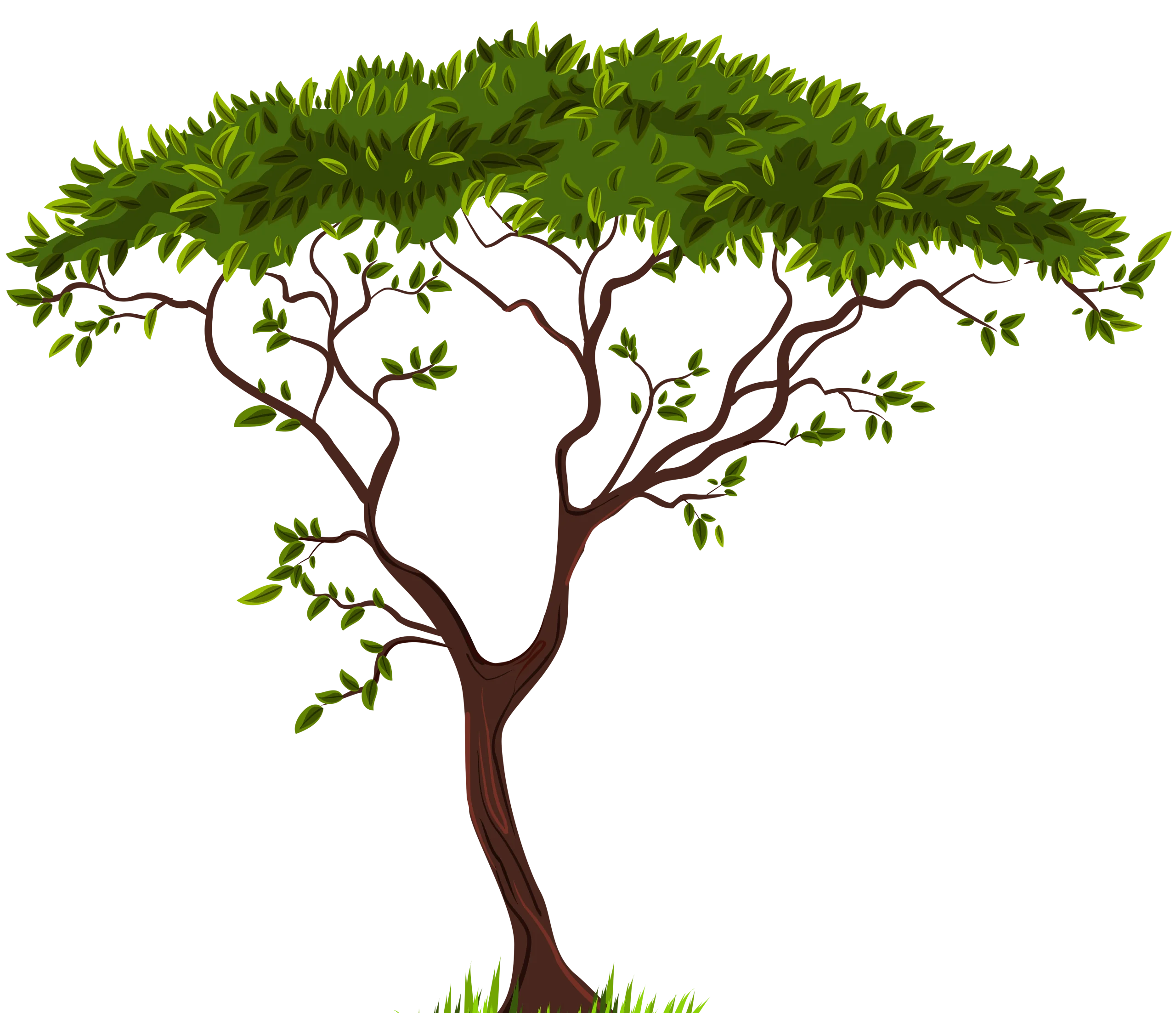Elegant Minimalist Green Leafy Acacia Tree Silhouette Clipart Design
