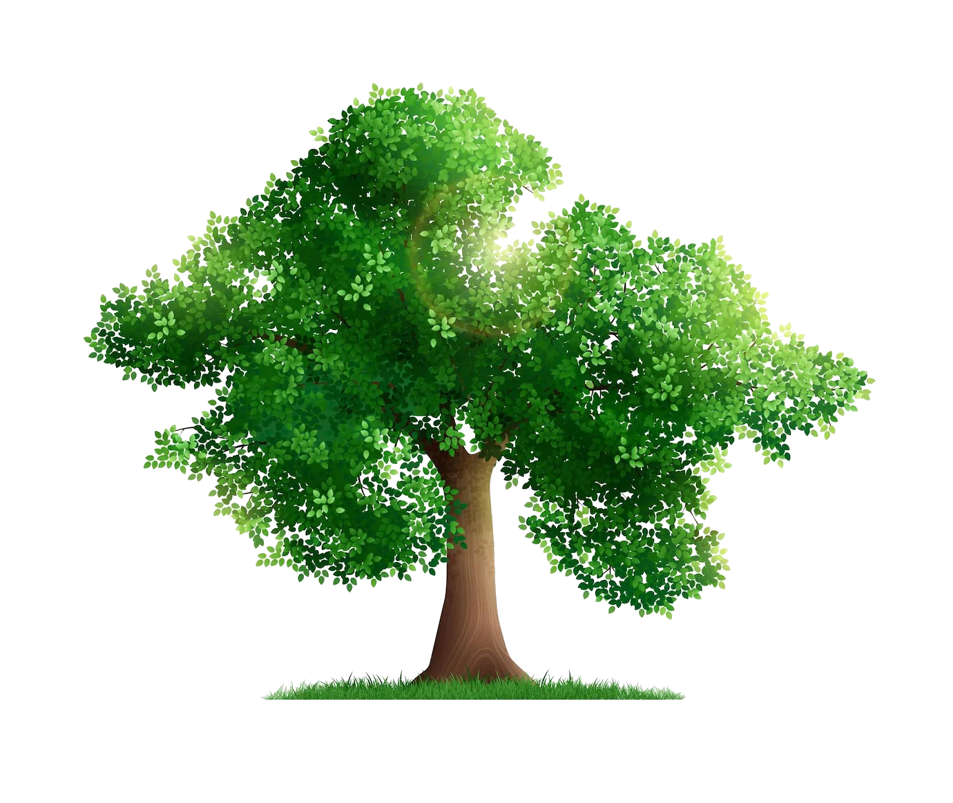 Lush Green Oak Tree Clipart Illustration with Soft Textured Foliage