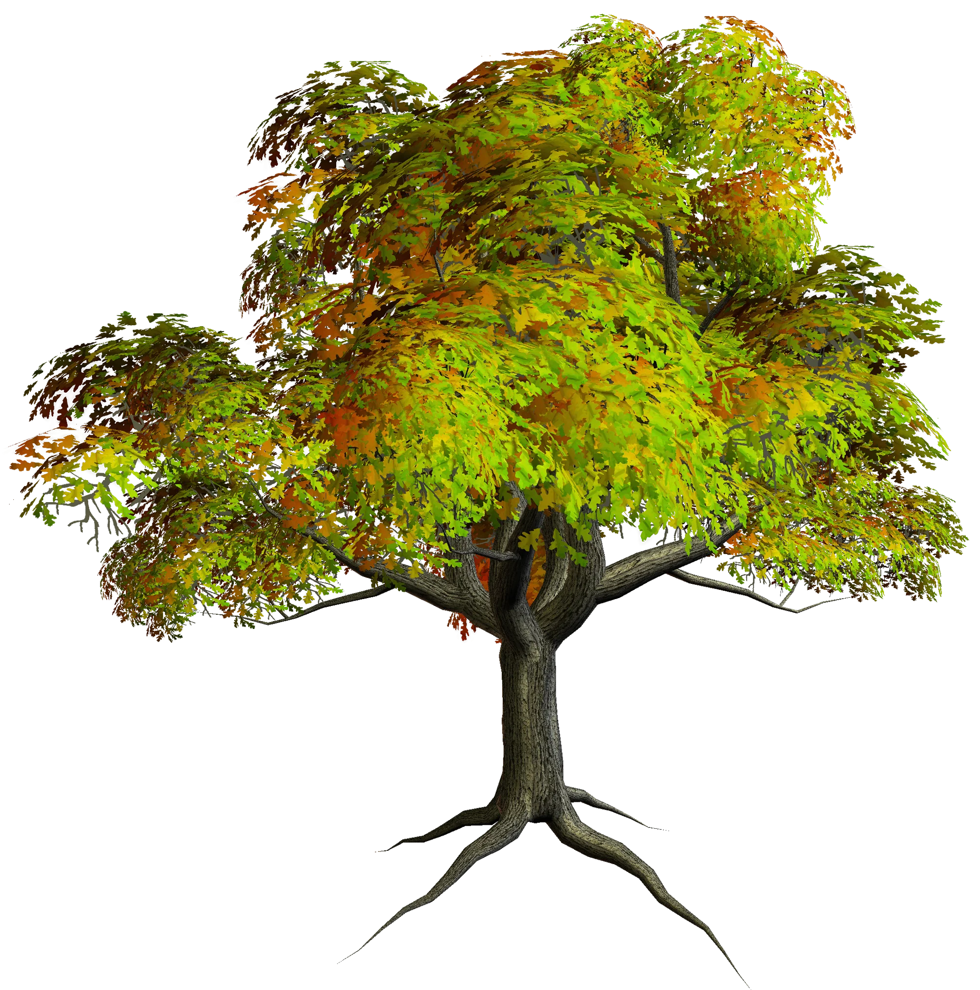 Lush Green Woodland Tree Clipart with Sprawling Branches and Detailed Foliage