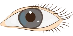 Realistic Gray Human Eye Clipart Illustration with Detailed Eyelashes and Soft Contours