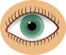 Realistic Green Eye Clipart with Long Eyelashes on Soft Peach Background