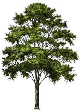 Serene Solitary Deciduous Tree Clipart with Lush Green Foliage and Intricate Branching
