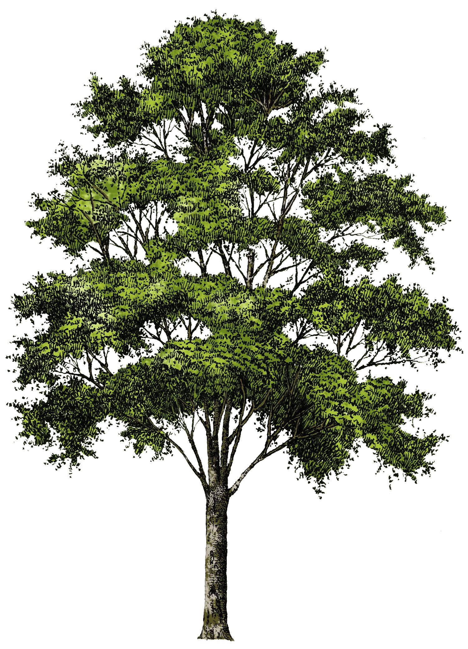 Serene Solitary Deciduous Tree Clipart with Lush Green Foliage and Intricate Branching