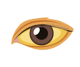 Stylized Human Eye Clipart with Warm Golden and Brown Color Palette