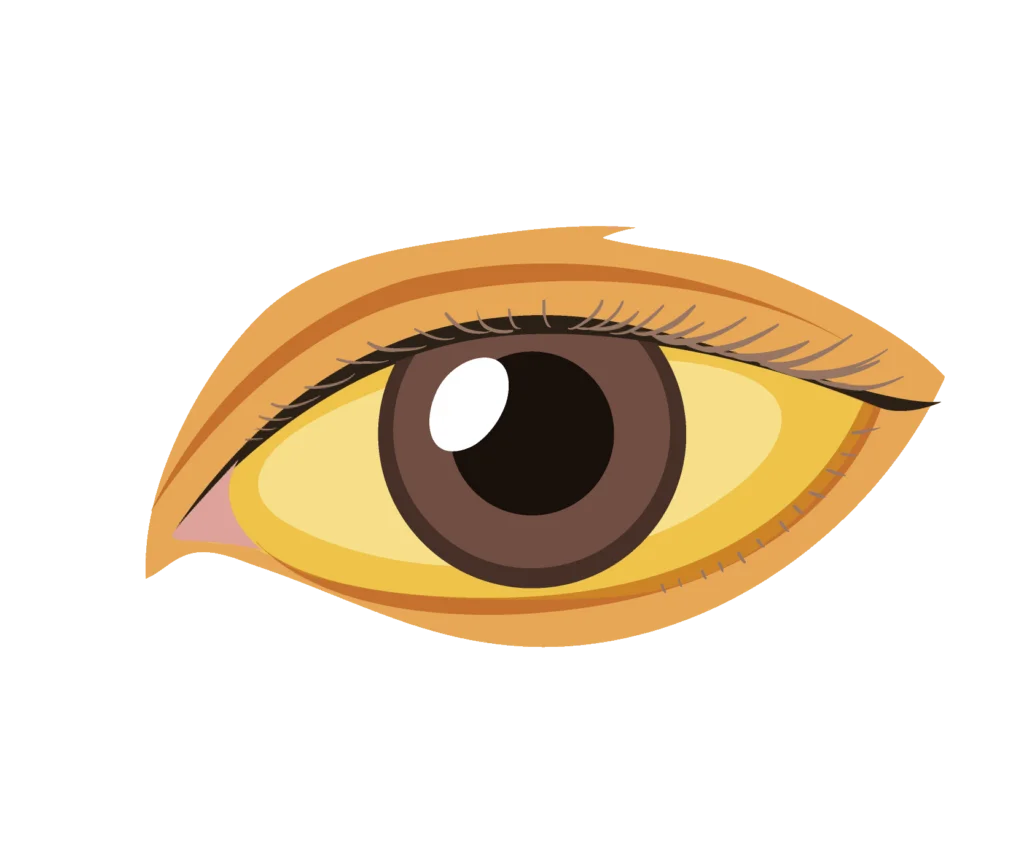 Stylized Human Eye Clipart with Warm Golden and Brown Color Palette