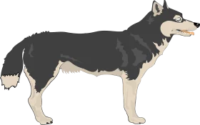 Detailed Monochrome Wolf Clipart Illustration Standing in Profile View