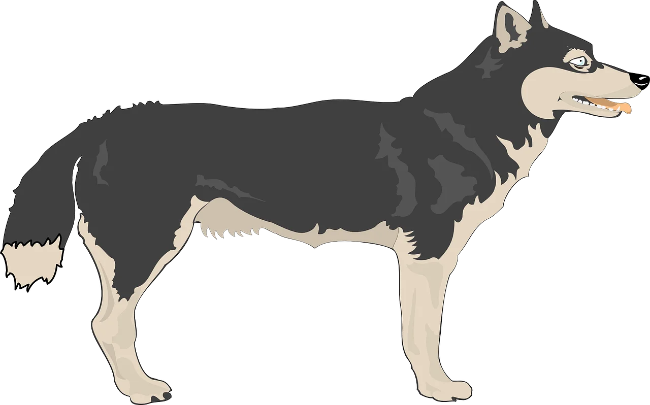 Detailed Monochrome Wolf Clipart Illustration Standing in Profile View