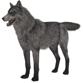 Detailed Realistic Gray Wolf Clipart Standing in Full Profile View