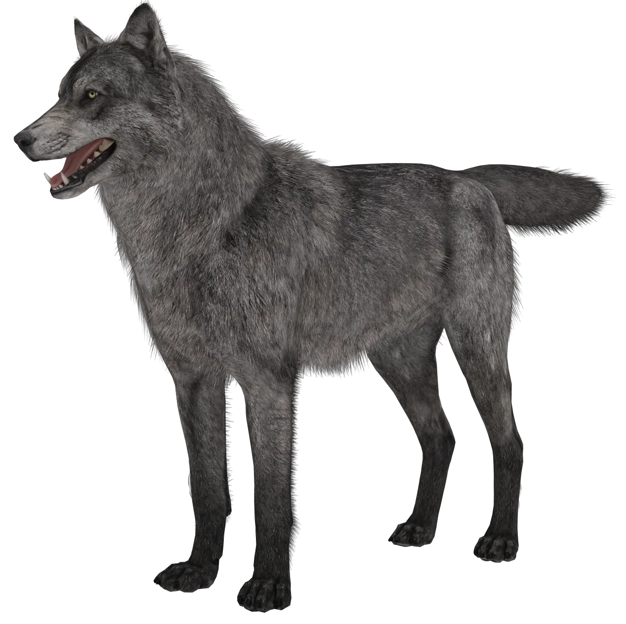 Detailed Realistic Gray Wolf Clipart Standing in Full Profile View