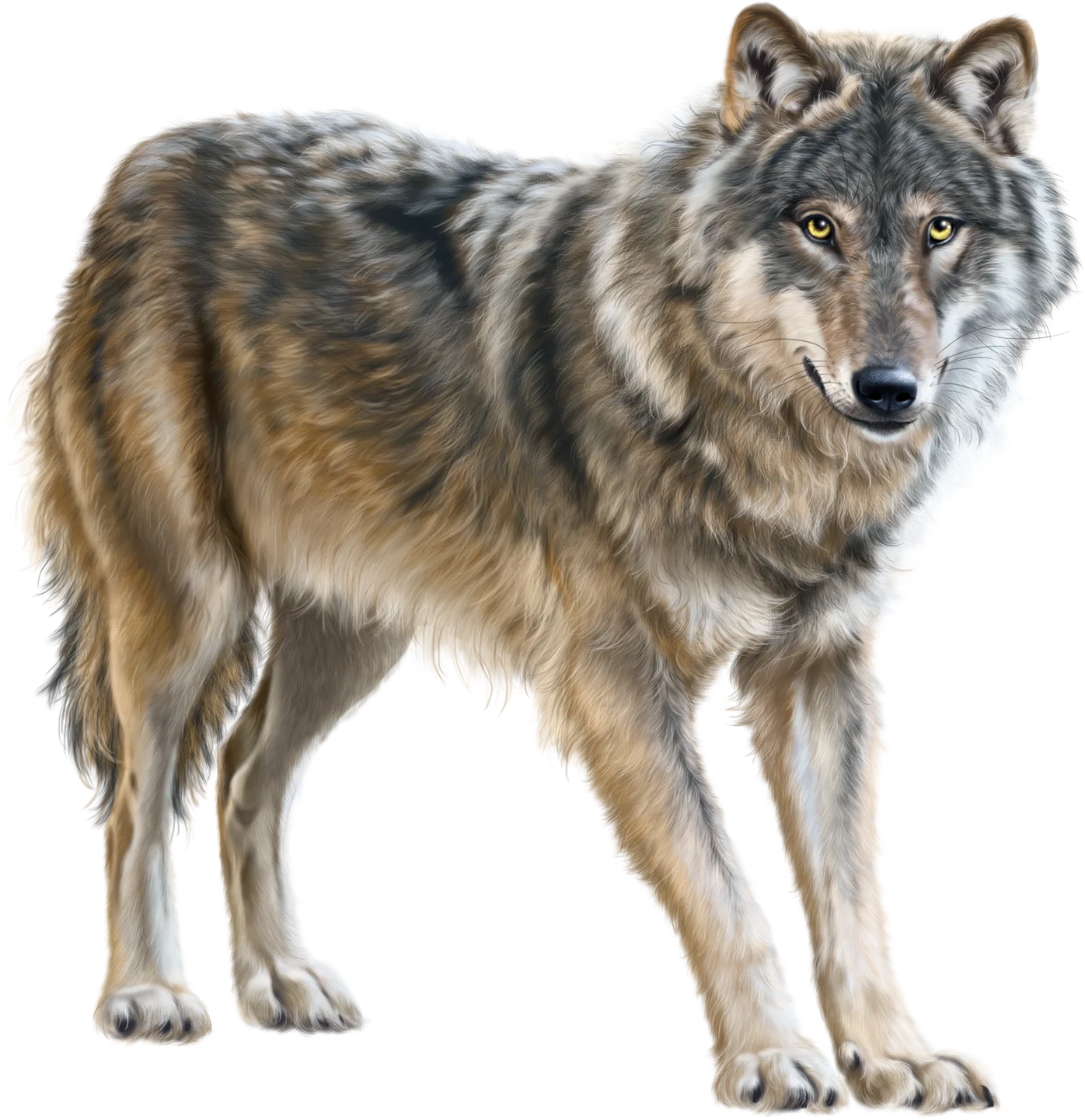 Majestic Gray Wolf Standing Alert: A Detailed Wildlife Clipart Illustration