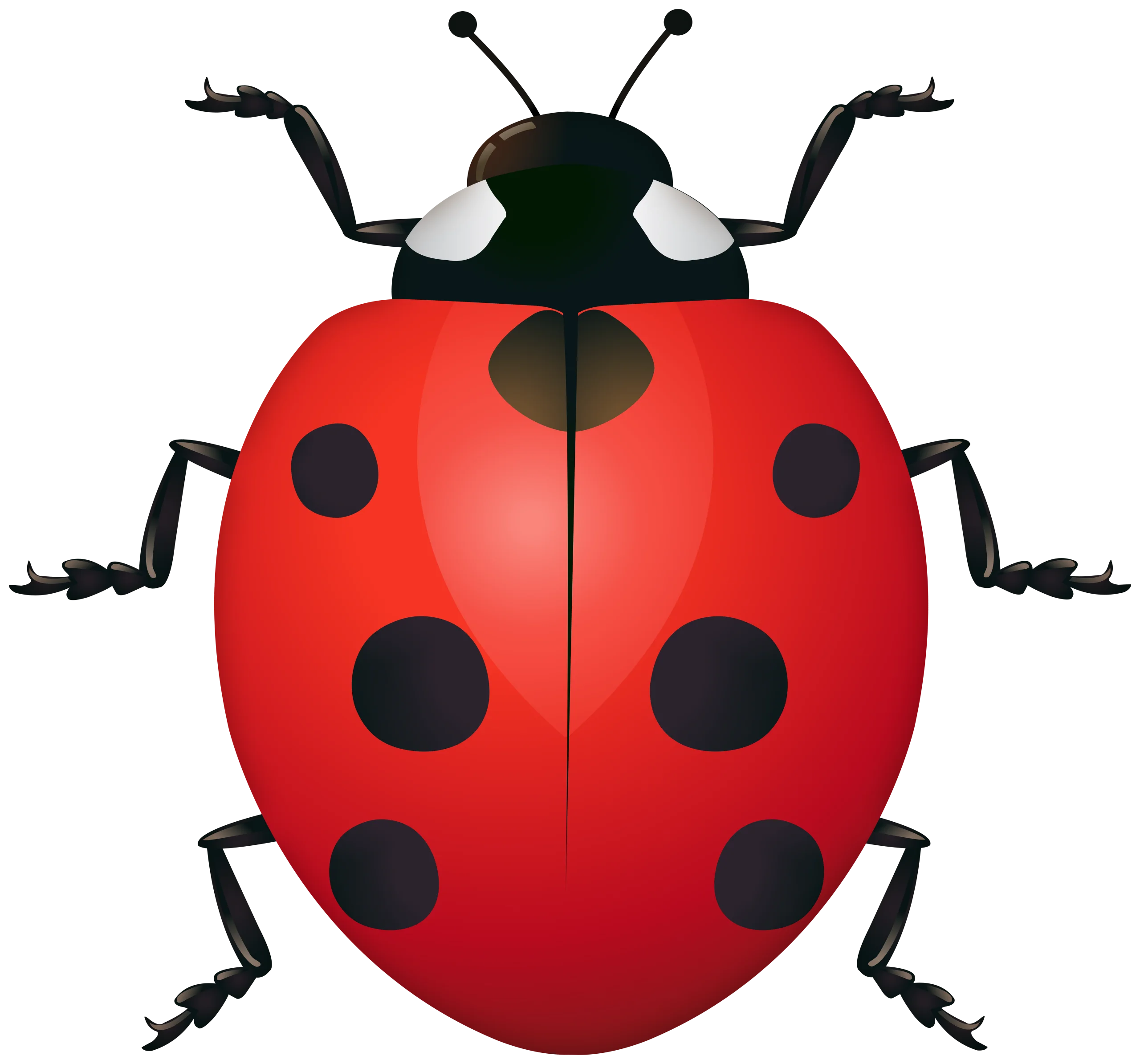Charming Ladybug Clipart: Symmetrical Red and Black Insect Illustration