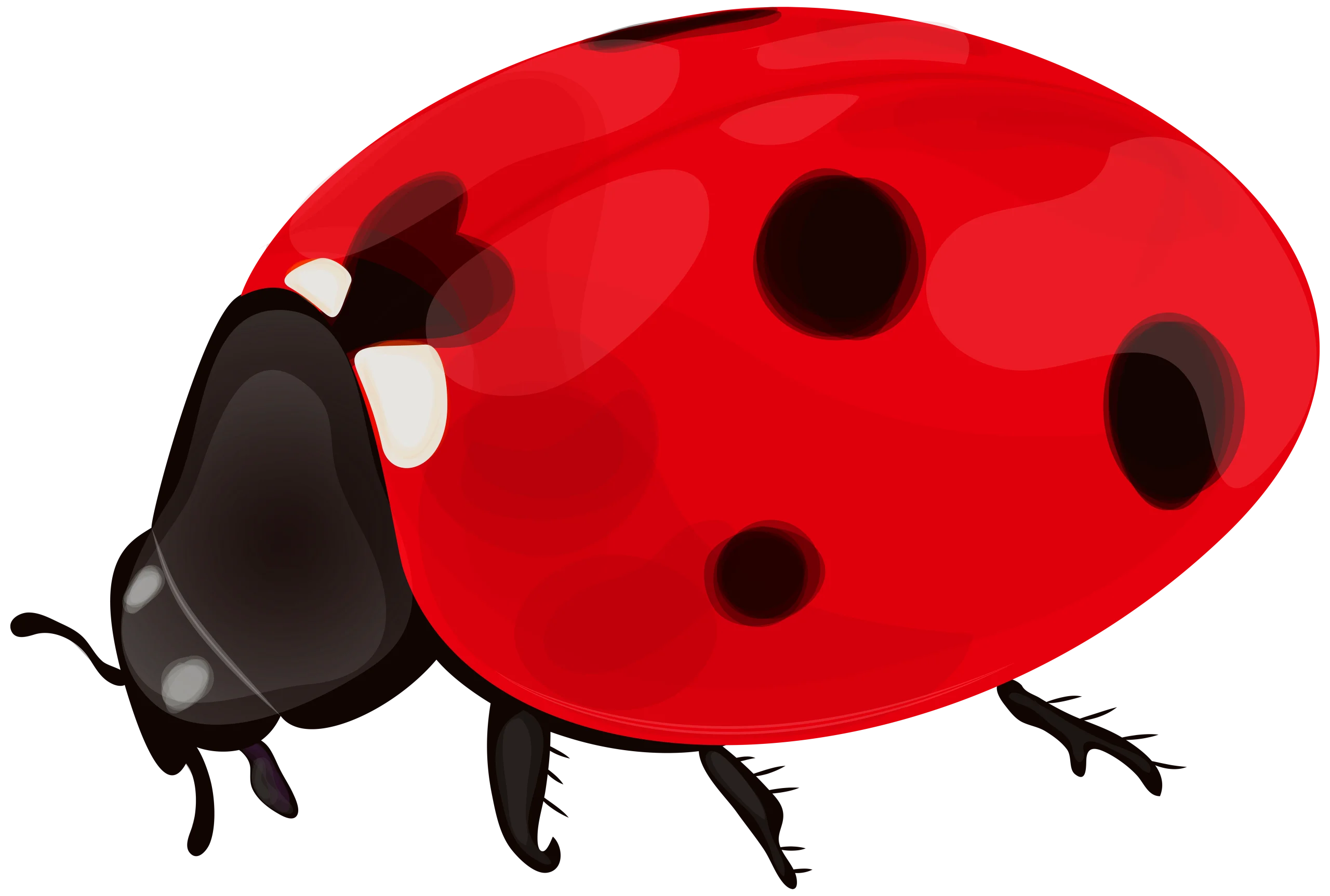 Charming Red and Black Ladybug Clipart: A Delightful Insect Illustration