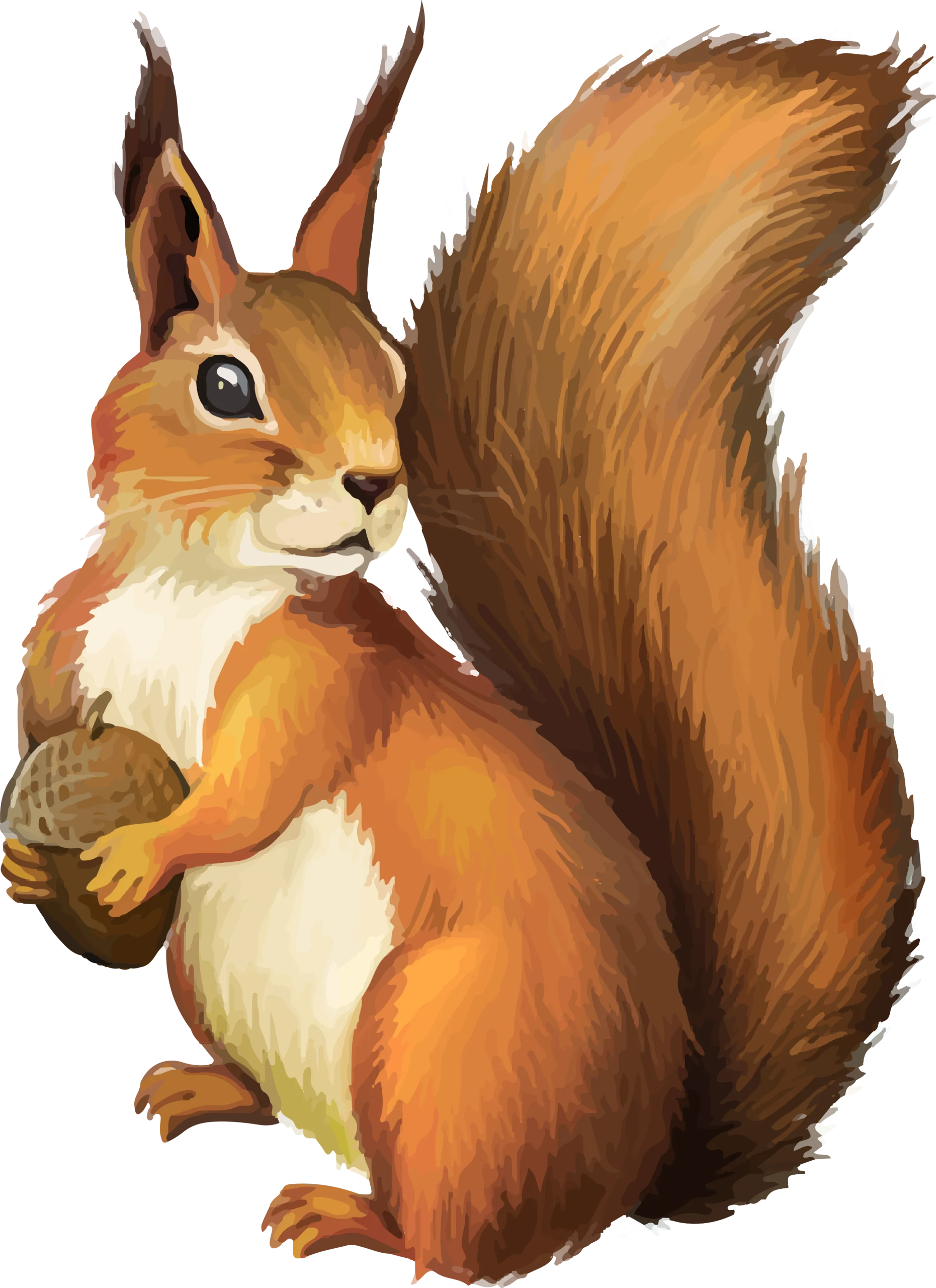 Charming Red Squirrel Clipart with Fluffy Tail and Acorn Companion