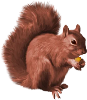 Charming Russet-Toned Woodland Squirrel Clipart with Soft Fur Texture