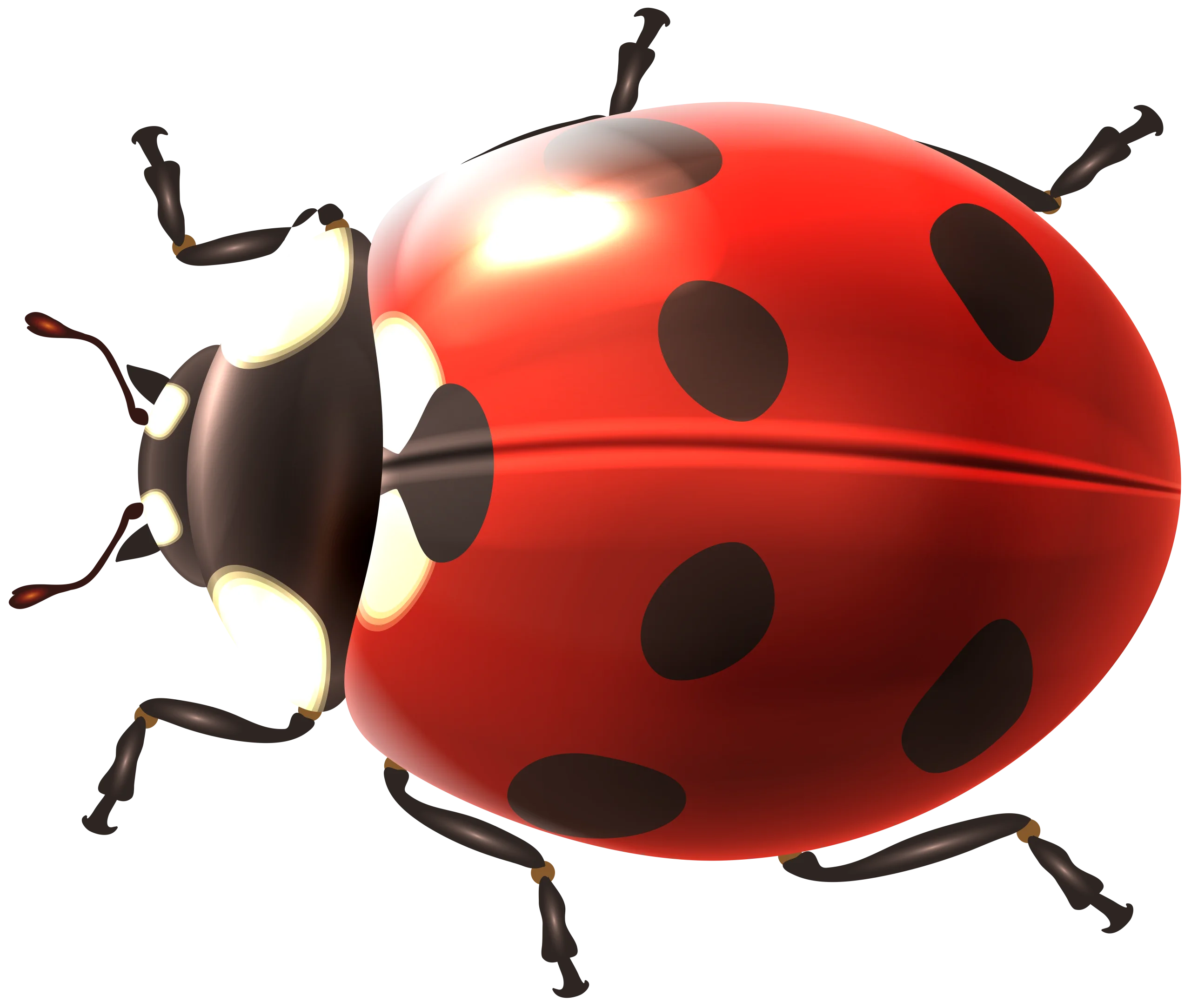 Realistic Detailed Ladybug Clipart with Glossy Red Shell and Black Spots