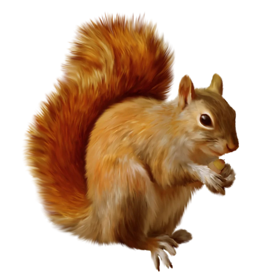 Russet-Hued Woodland Squirrel Clipart with Realistic Fur Texture and Elegant Pose