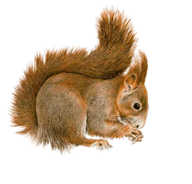 Rustic Woodland Squirrel Clipart: Detailed Illustration of Forest Creature