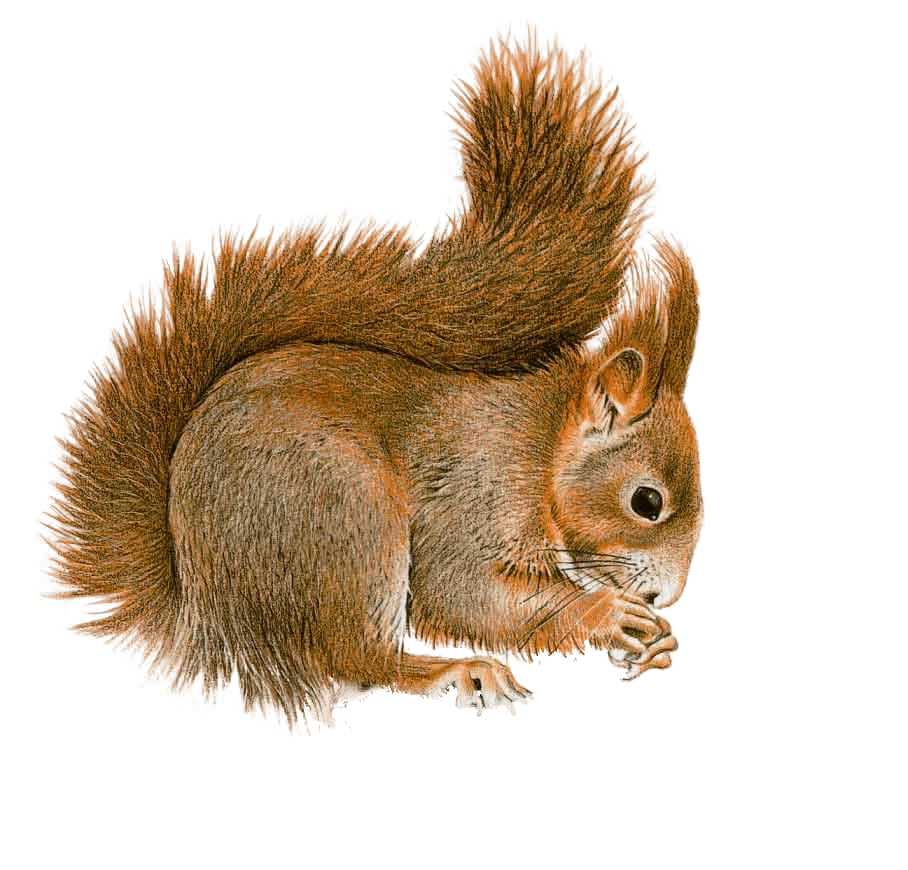 Rustic Woodland Squirrel Clipart: Detailed Illustration of Forest Creature