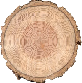 Detailed Cross-Section of Tree Trunk Clipart Showcasing Annual Growth Rings