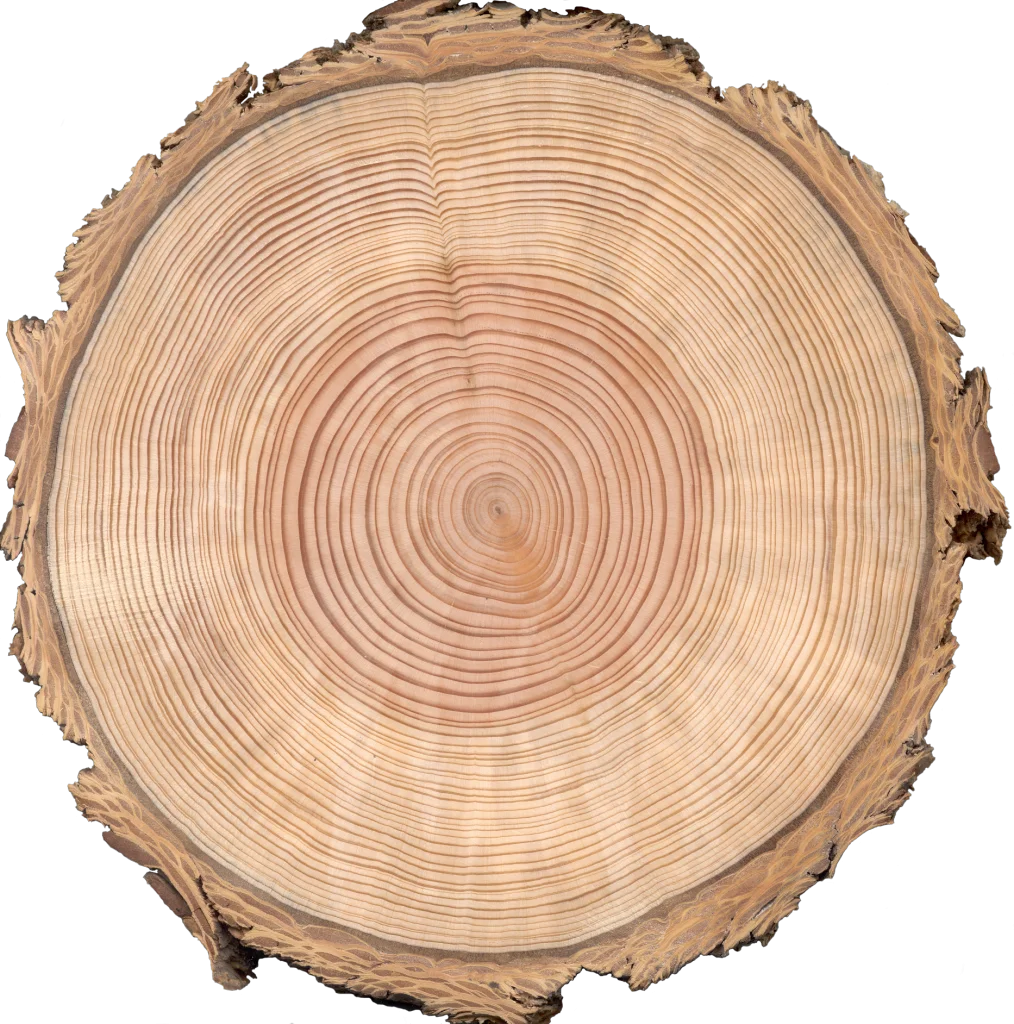 Detailed Cross-Section of Tree Trunk Clipart Showcasing Annual Growth Rings