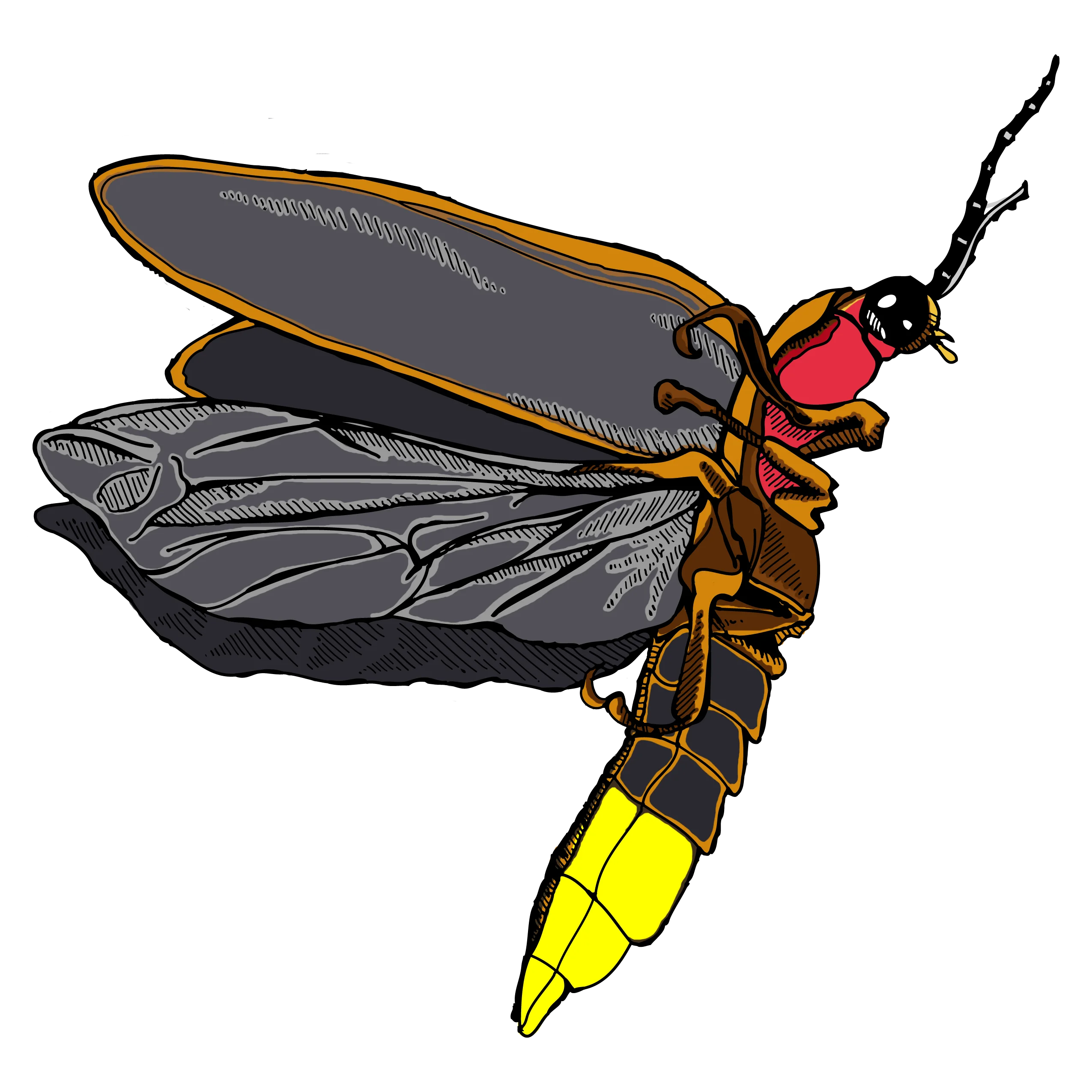 Detailed Entomological Clipart Illustration of a Striking Firefly in Flight