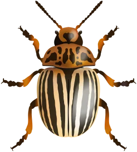 Detailed Entomological Clipart of a Striped Colorado Potato Beetle Illustration
