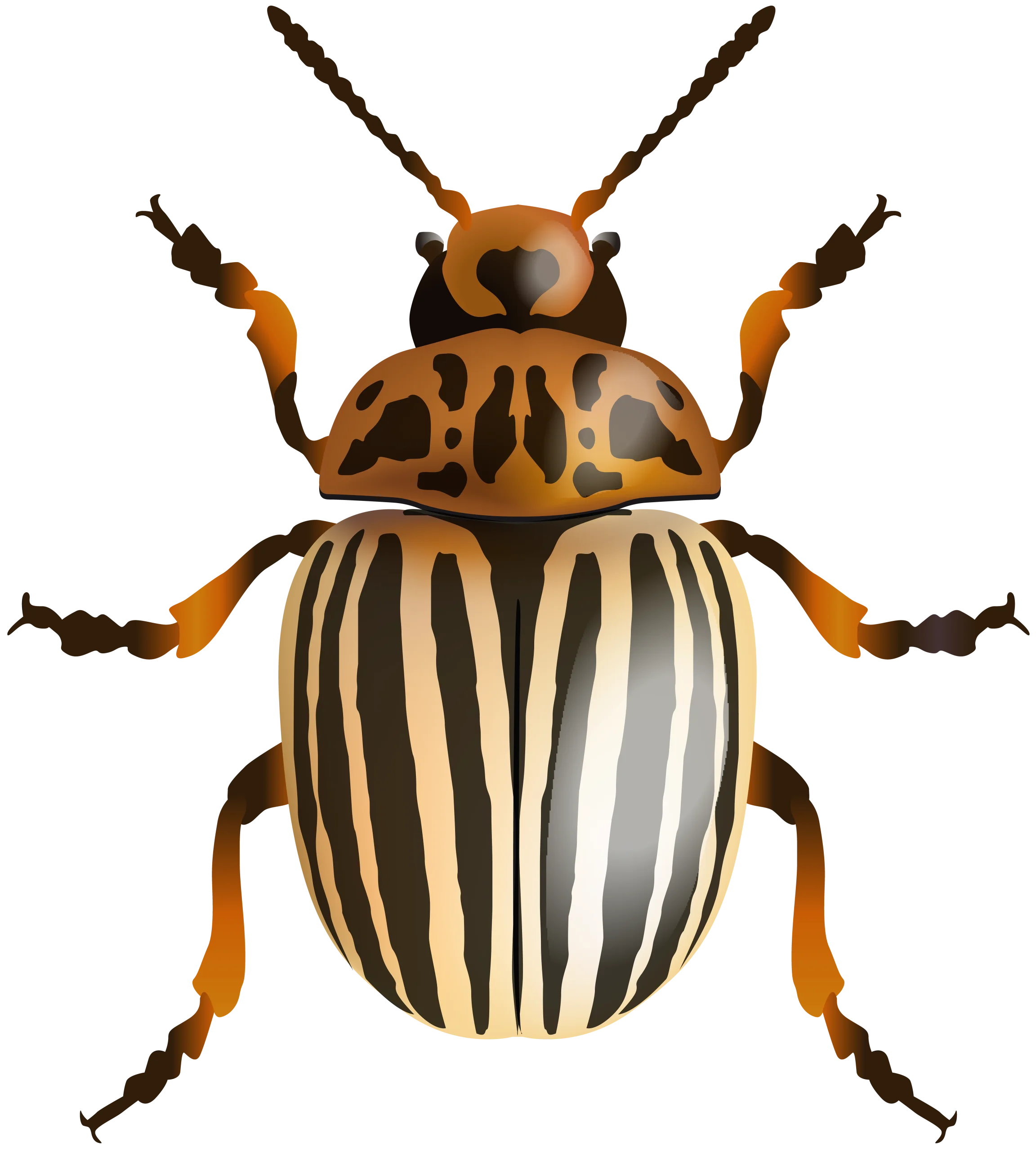 Detailed Entomological Clipart of a Striped Colorado Potato Beetle Illustration