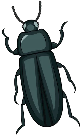 Detailed Monochromatic Dark Beetle Insect Scientific Clipart Illustration