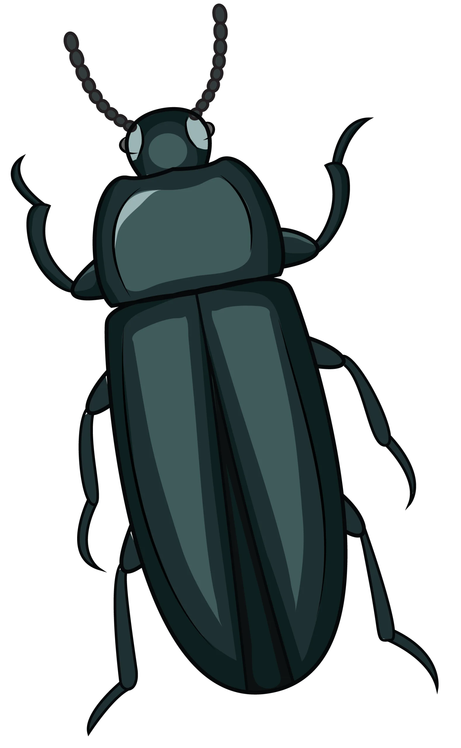 Detailed Monochromatic Dark Beetle Insect Scientific Clipart Illustration