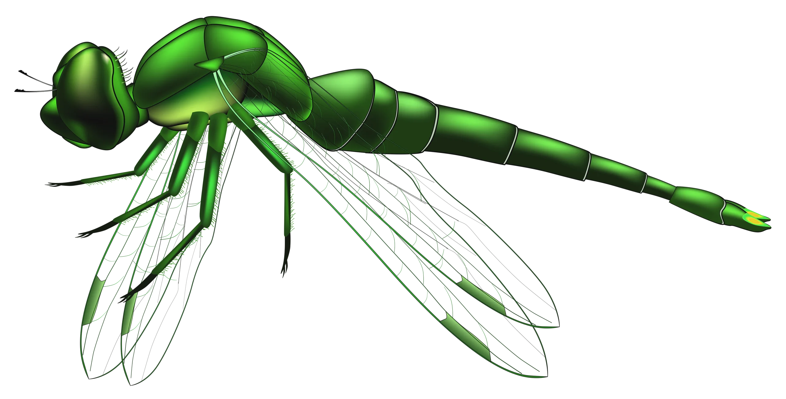 Emerald Green Dragonfly Clipart with Delicate Translucent Wings and Sleek Body