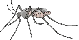 Monochromatic Long-Legged Mosquito Insect Detailed Clipart Illustration
