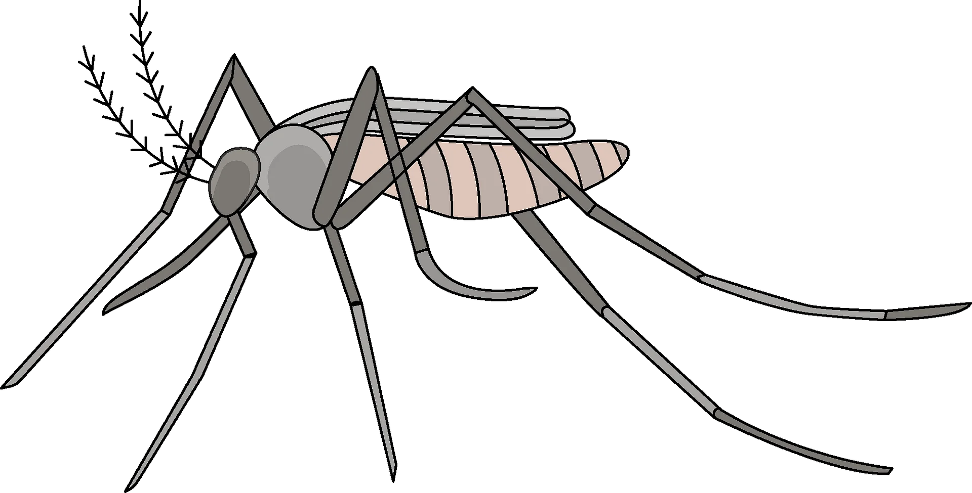 Monochromatic Long-Legged Mosquito Insect Detailed Clipart Illustration