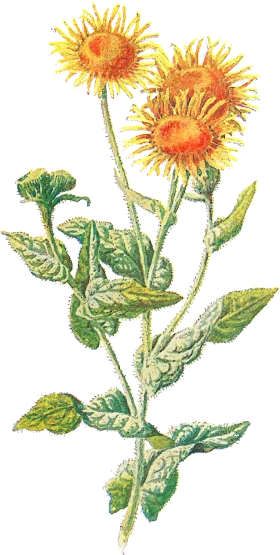 Botanical Wildflower Sunflower Illustration Vintage Botanical Clipart