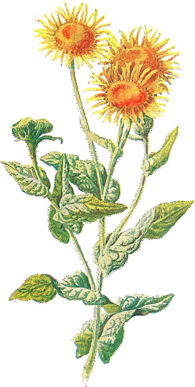 Botanical Wildflower Sunflower Illustration Vintage Botanical Clipart