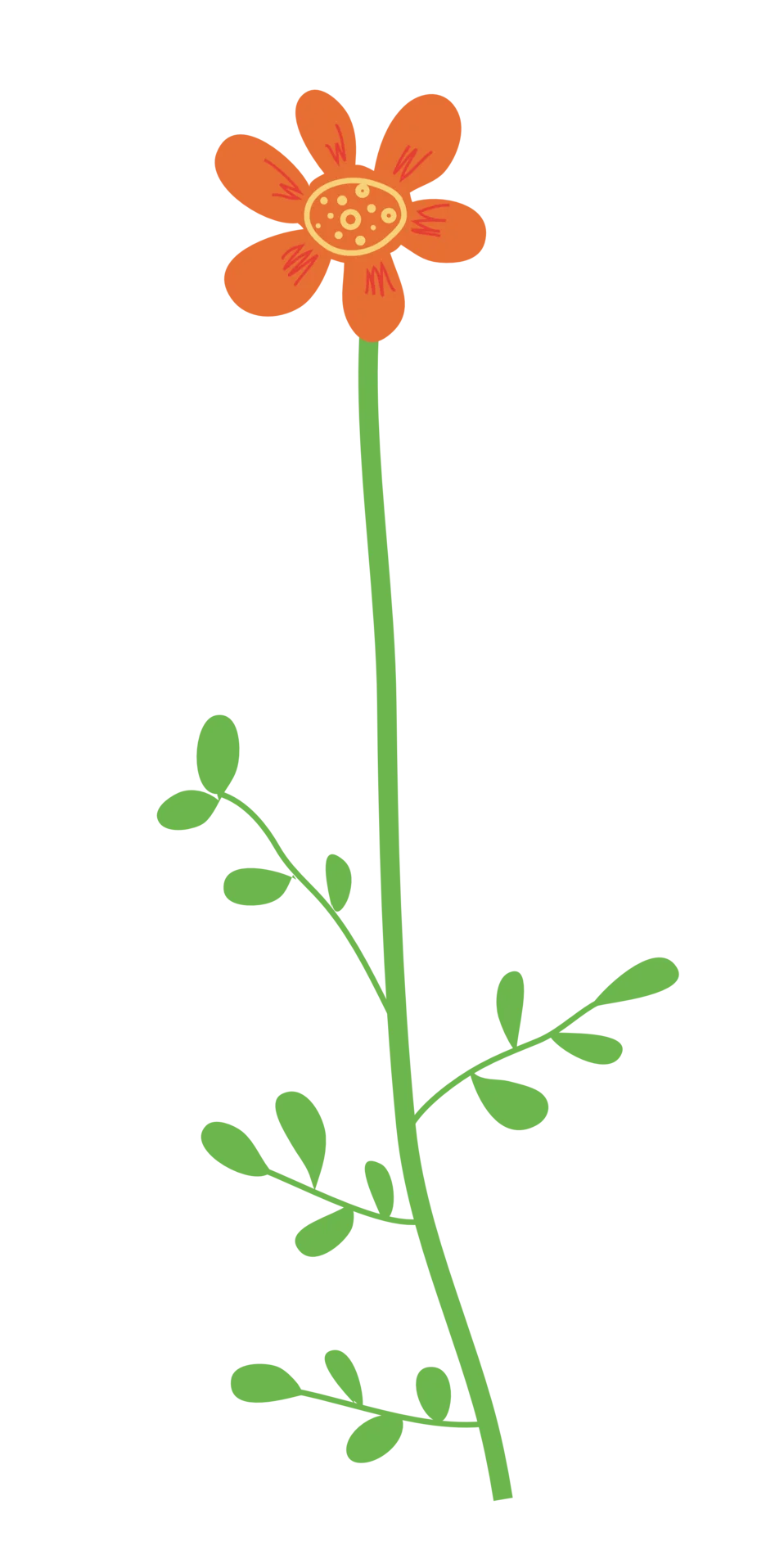 Charming Orange Wildflower Botanical Clipart with Delicate Green Stem