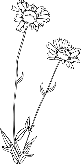 Delicate Black and White Wildflower Botanical Clipart Illustration