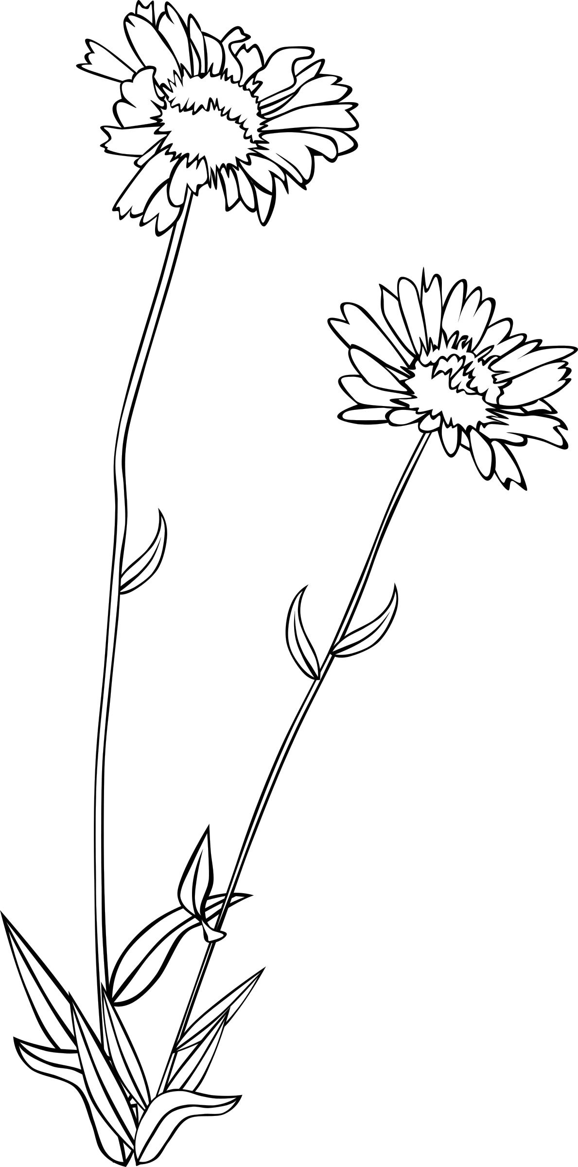 Delicate Black and White Wildflower Botanical Clipart Illustration
